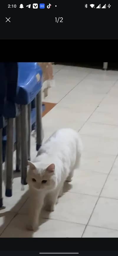 Persian cat