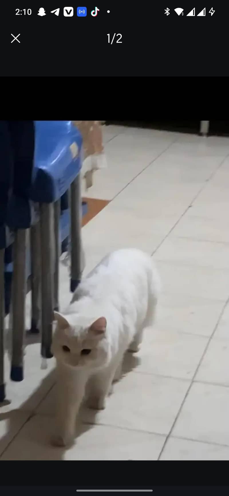 Persian cat 0
