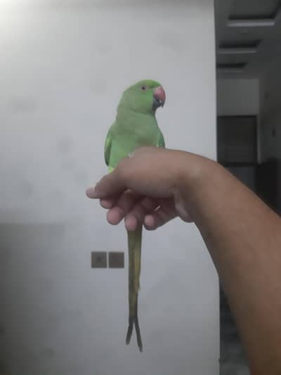 Green Ringneck Female Hand tame