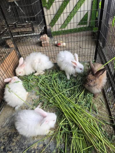 Angoora rabbits