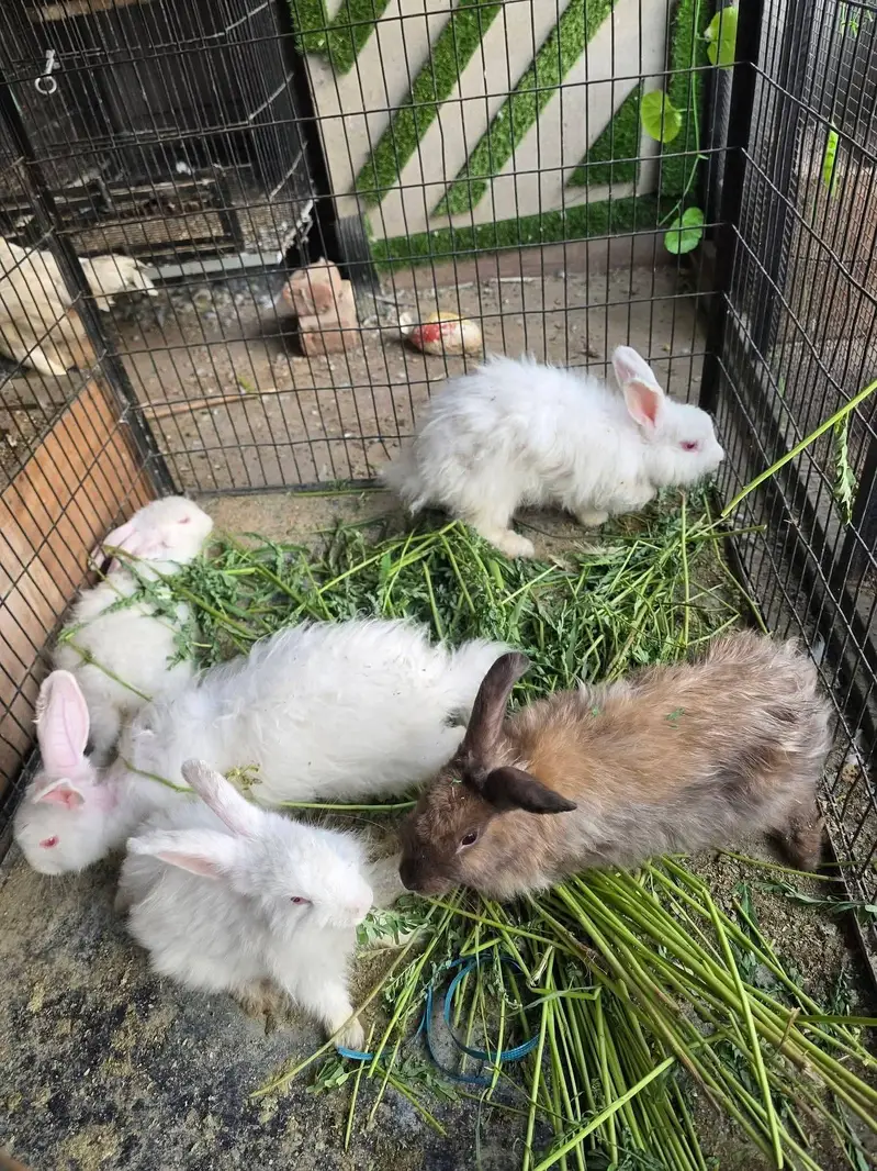 Angoora rabbits — photo 2