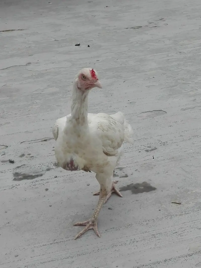 qualited breeder hera female — photo 2