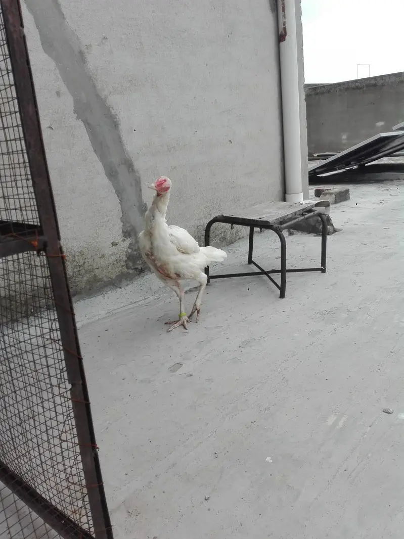 qualited breeder hera female — photo 3