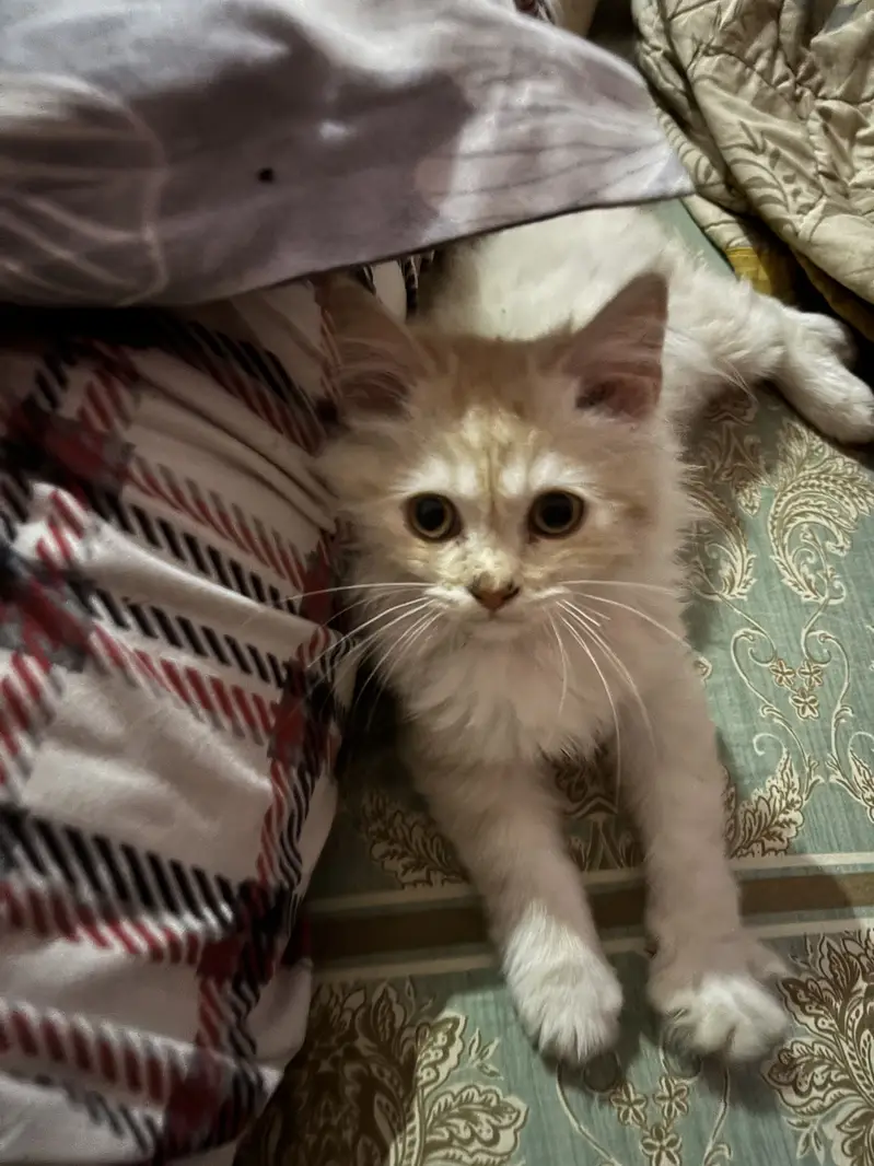 Persian female cat — photo 5