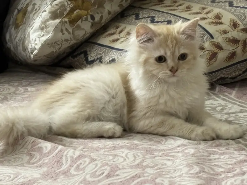 Persian female cat — photo 2