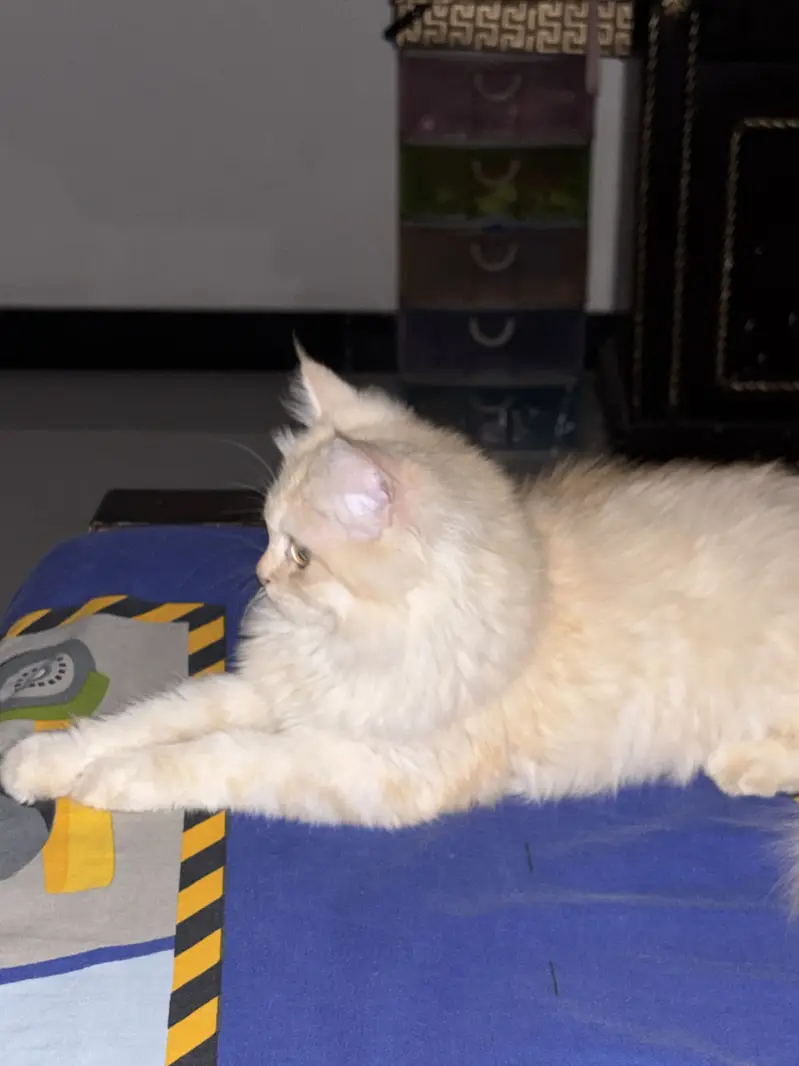 Persian female cat — photo 3
