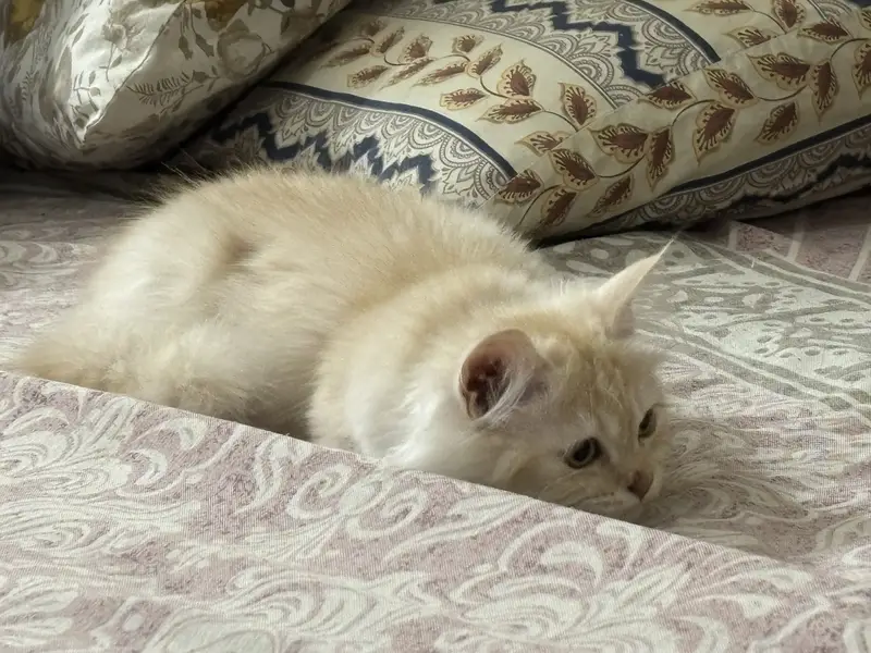 Persian female cat — photo 4