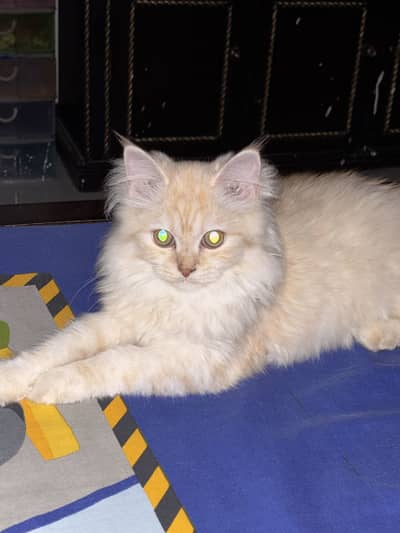 Persian female cat
