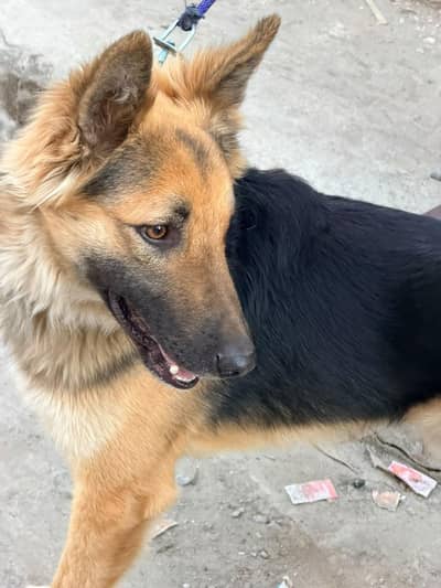 German Shepherd Cross