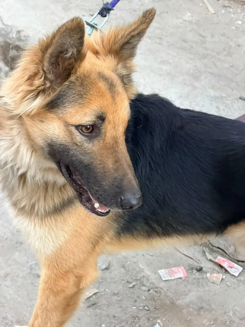 German Shepherd Cross