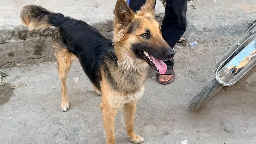 German Shepherd Cross — photo 2
