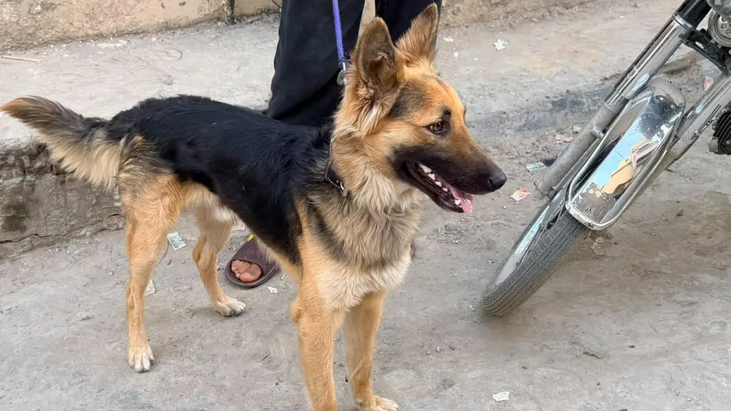 German Shepherd Cross — photo 3