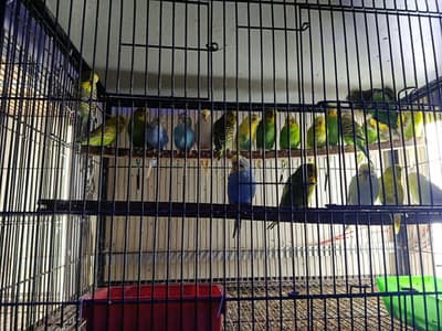 budgie for sale adult pair available