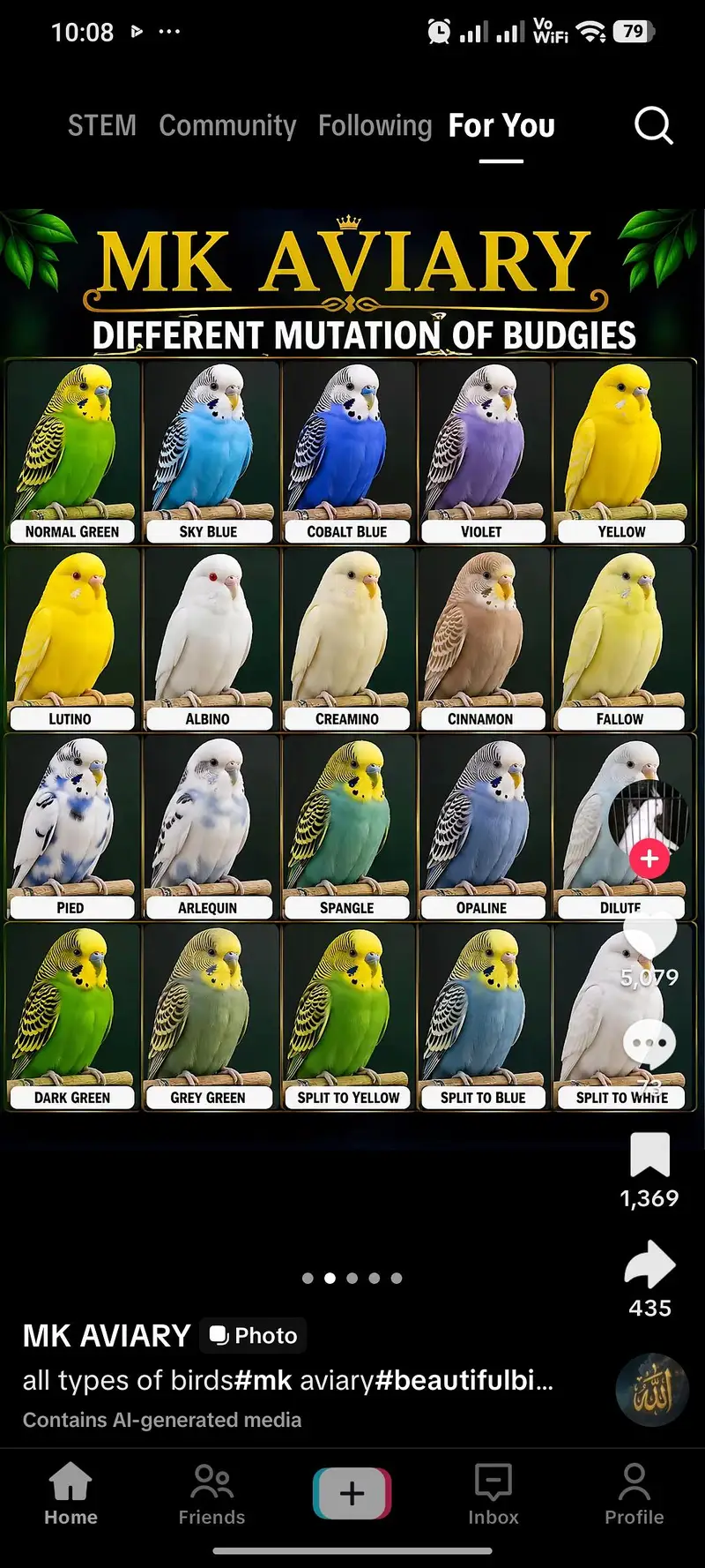 budgie for sale adult pair available — photo 2