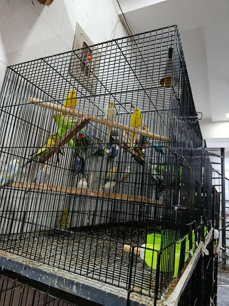 budgie for sale adult pair available — photo 3