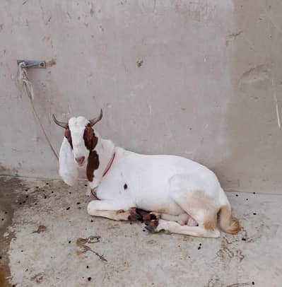 Ablac bakra