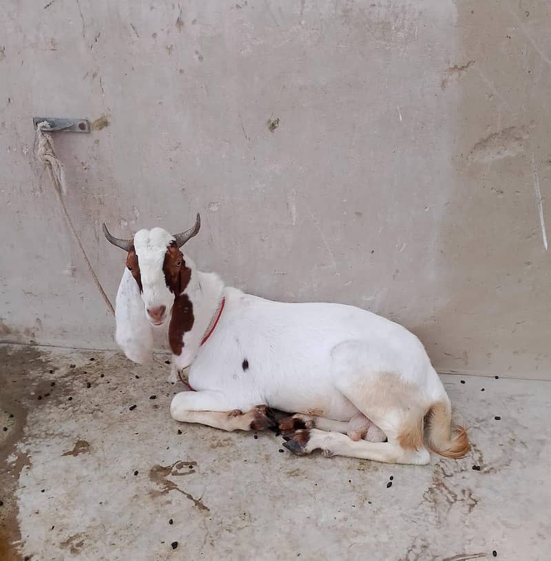 Ablac bakra 0