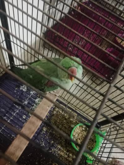 Raw breeder female full jumbo size healthy and active