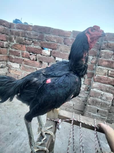 Thai rooster for sale