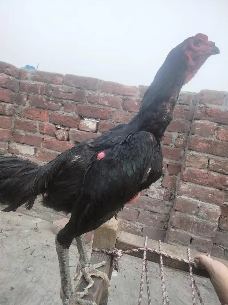 Thai rooster for sale — photo 2