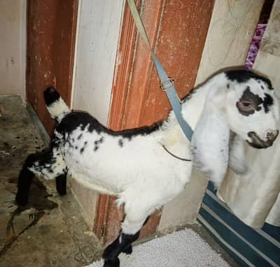 bakra