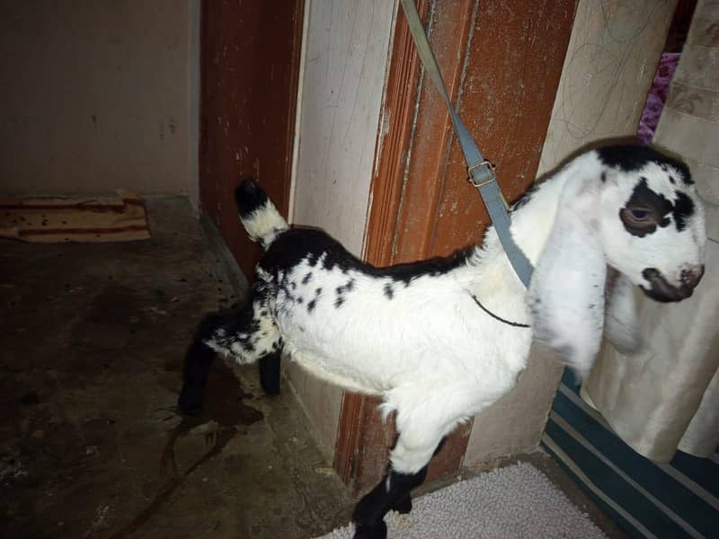 bakra 1