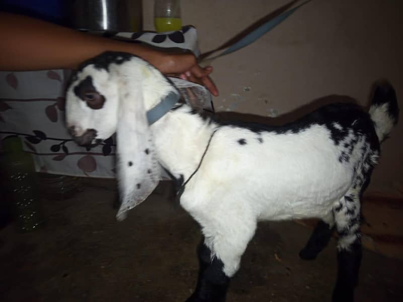bakra 2