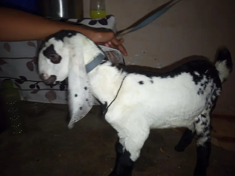 bakra — photo 3