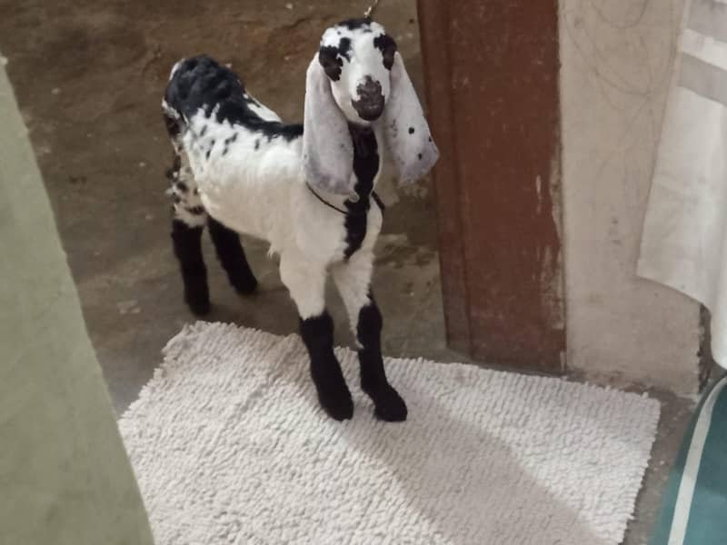bakra 3