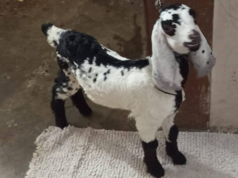 bakra 4