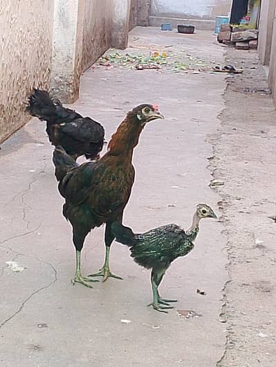 golden Misri