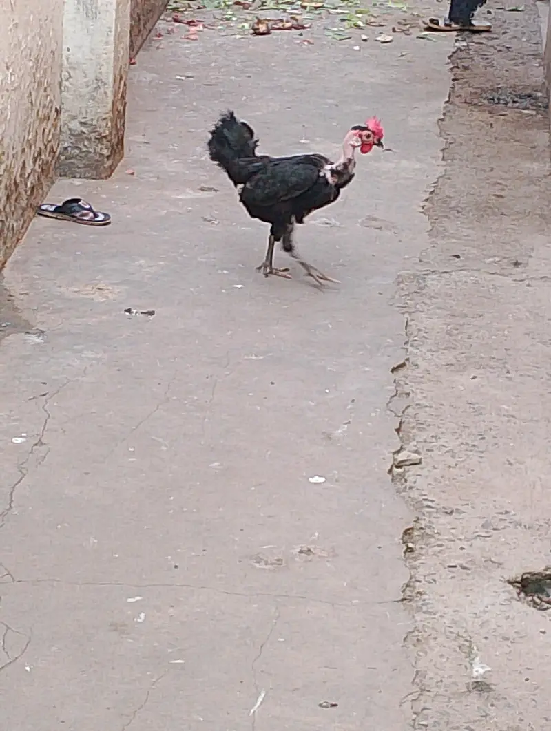 golden Misri — photo 2