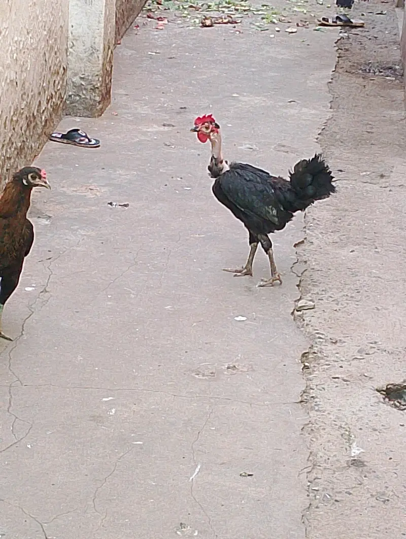 golden Misri — photo 3