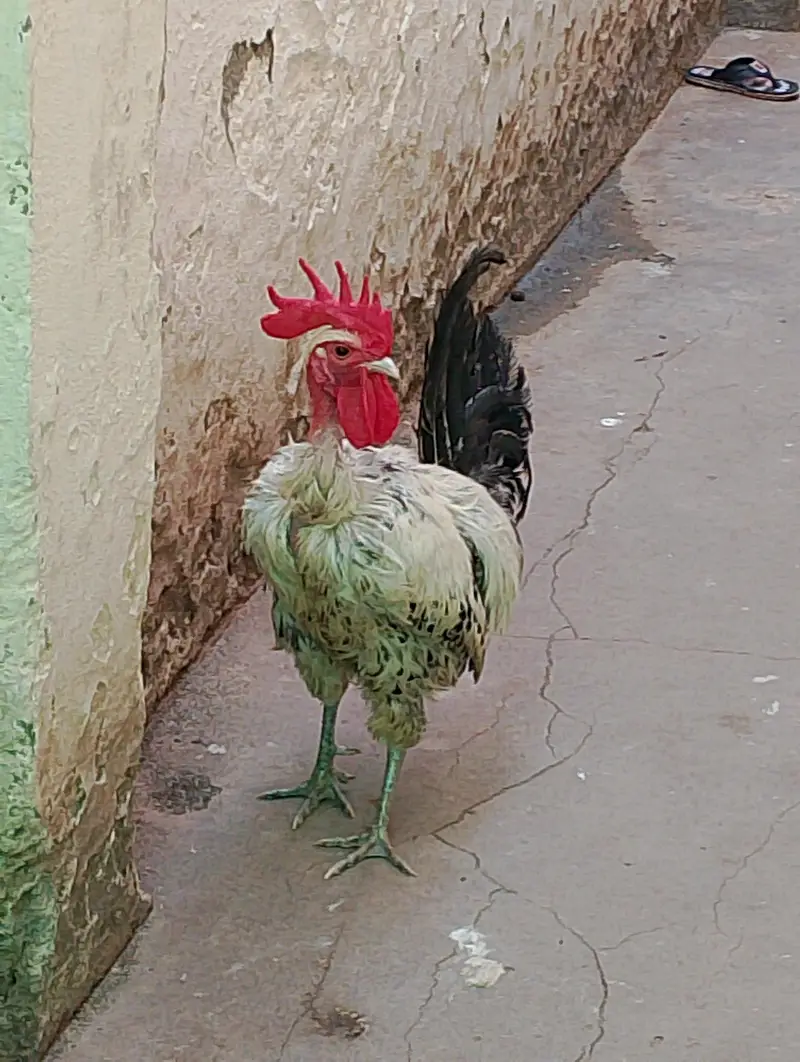 golden Misri — photo 4