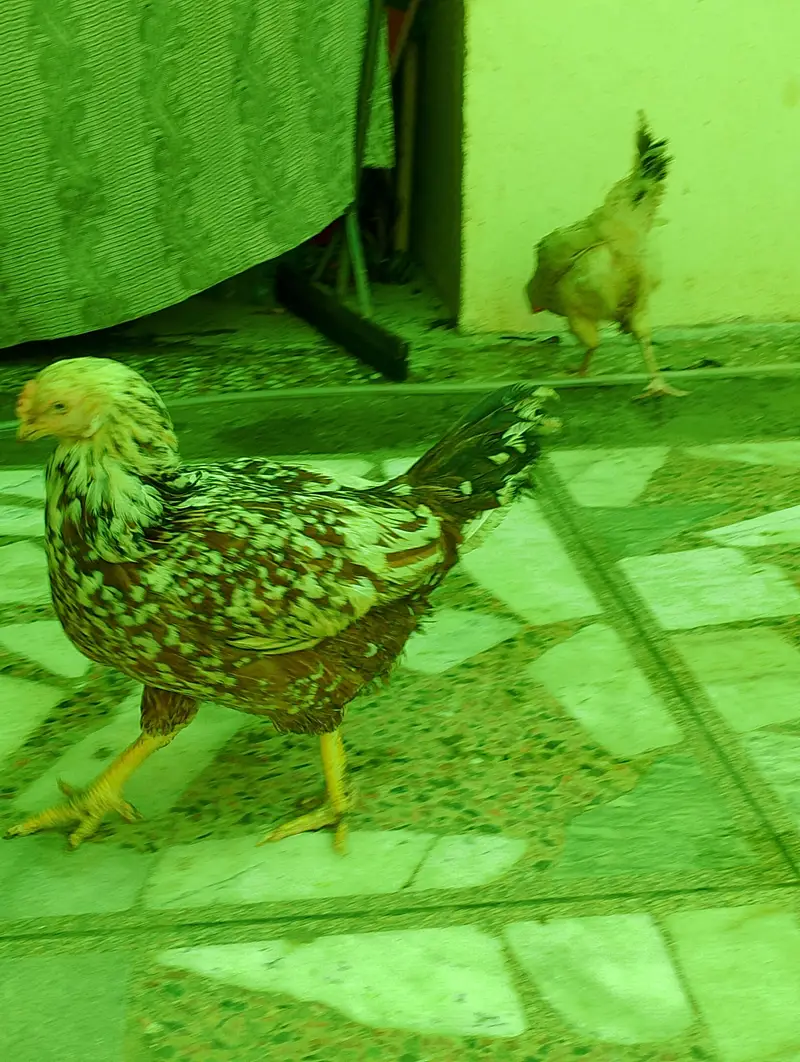golden Misri — photo 6