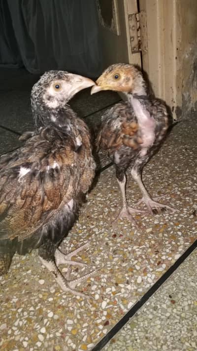 Pure Aseel pair long neck
