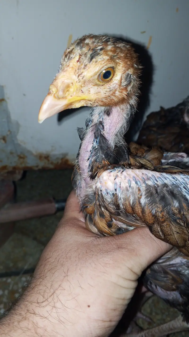 Pure Aseel pair long neck — photo 2