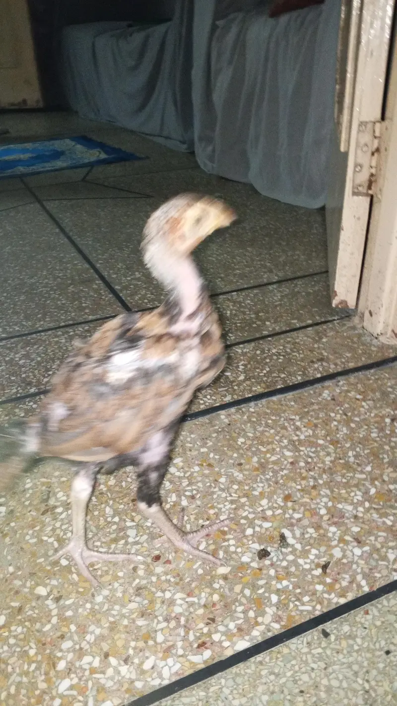 Pure Aseel pair long neck — photo 3