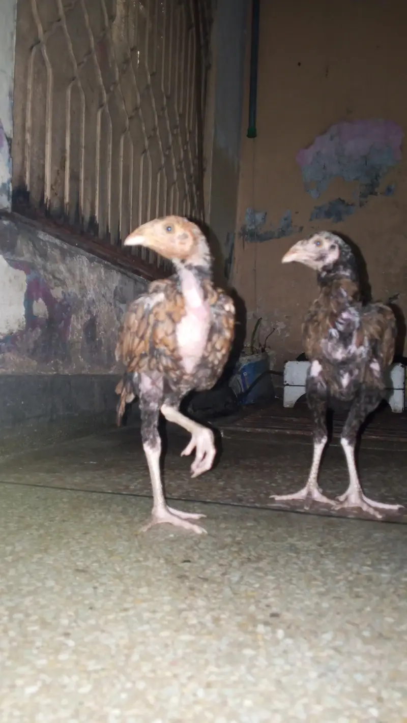 Pure Aseel pair long neck — photo 8