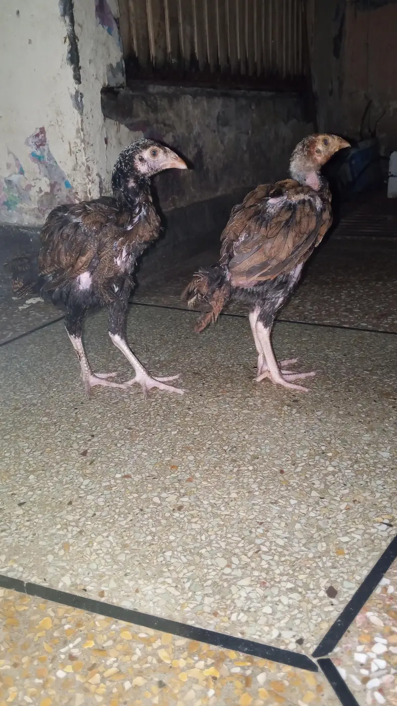 Pure Aseel pair long neck — photo 10