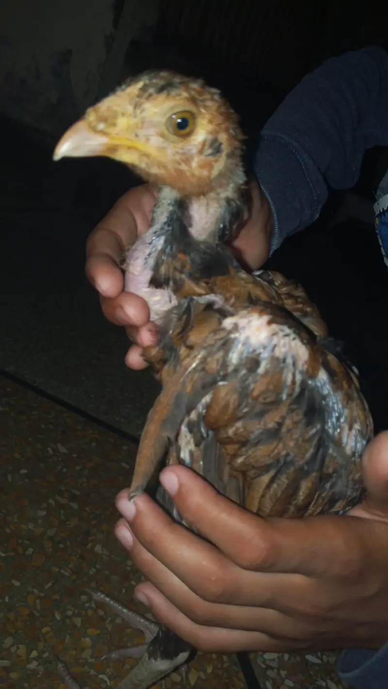 Pure Aseel pair long neck — photo 11