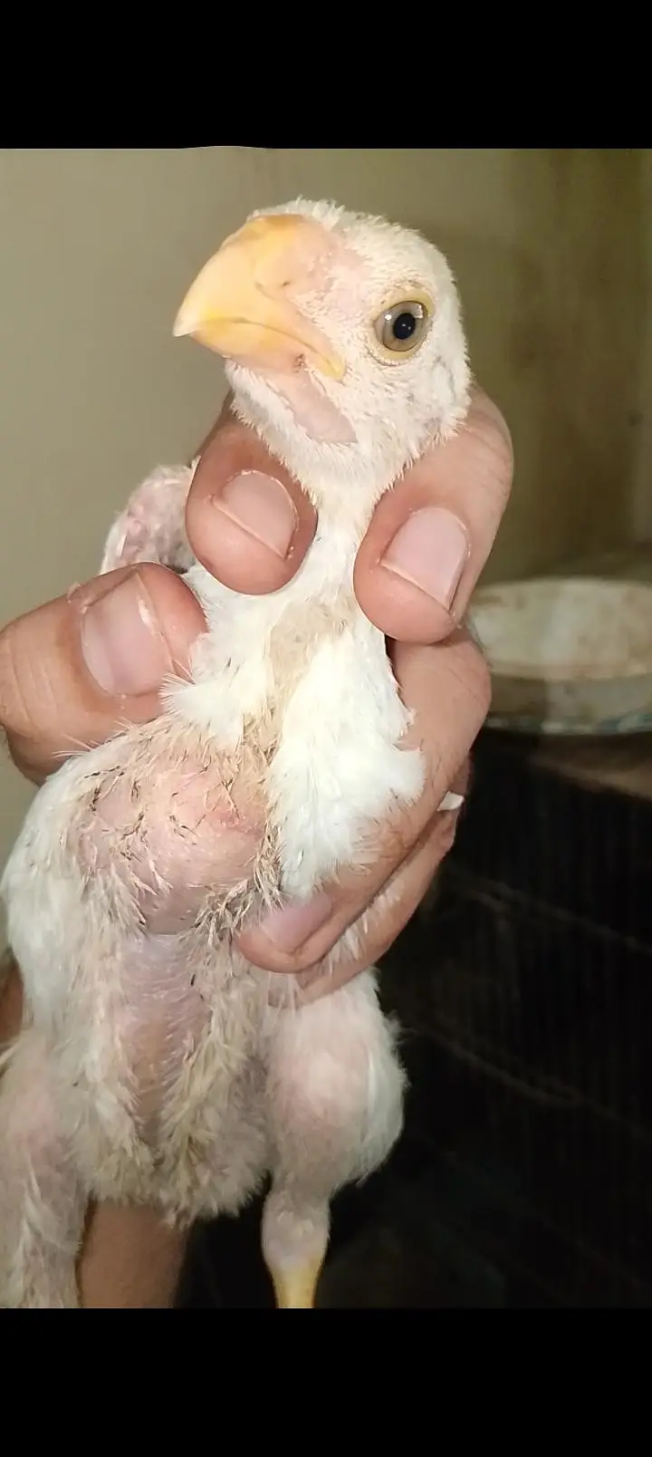 parrot beak female and chicks — photo 3