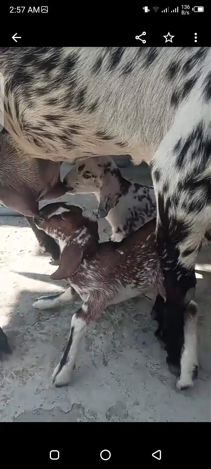Bakri sth may 2 females bachy — photo 2