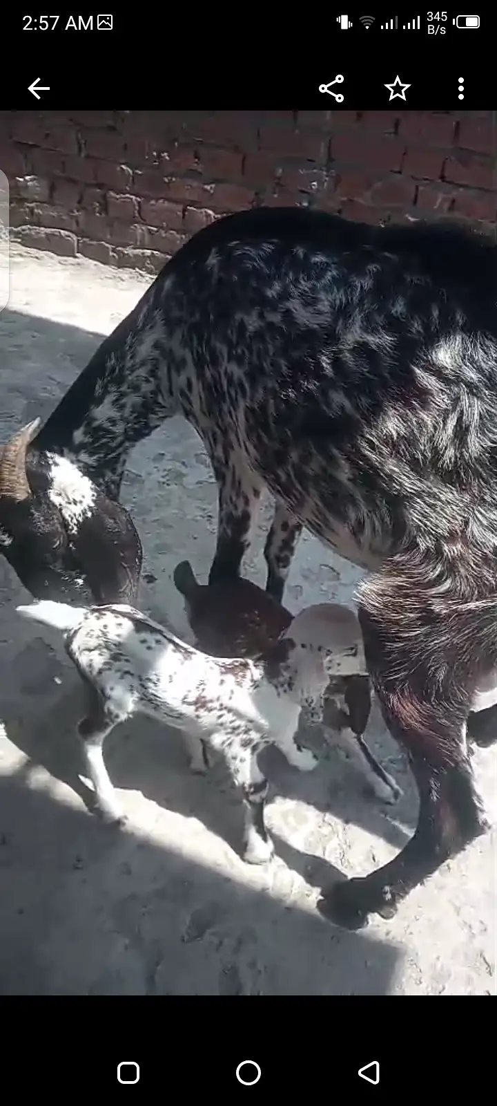 Bakri sth may 2 females bachy — photo 3