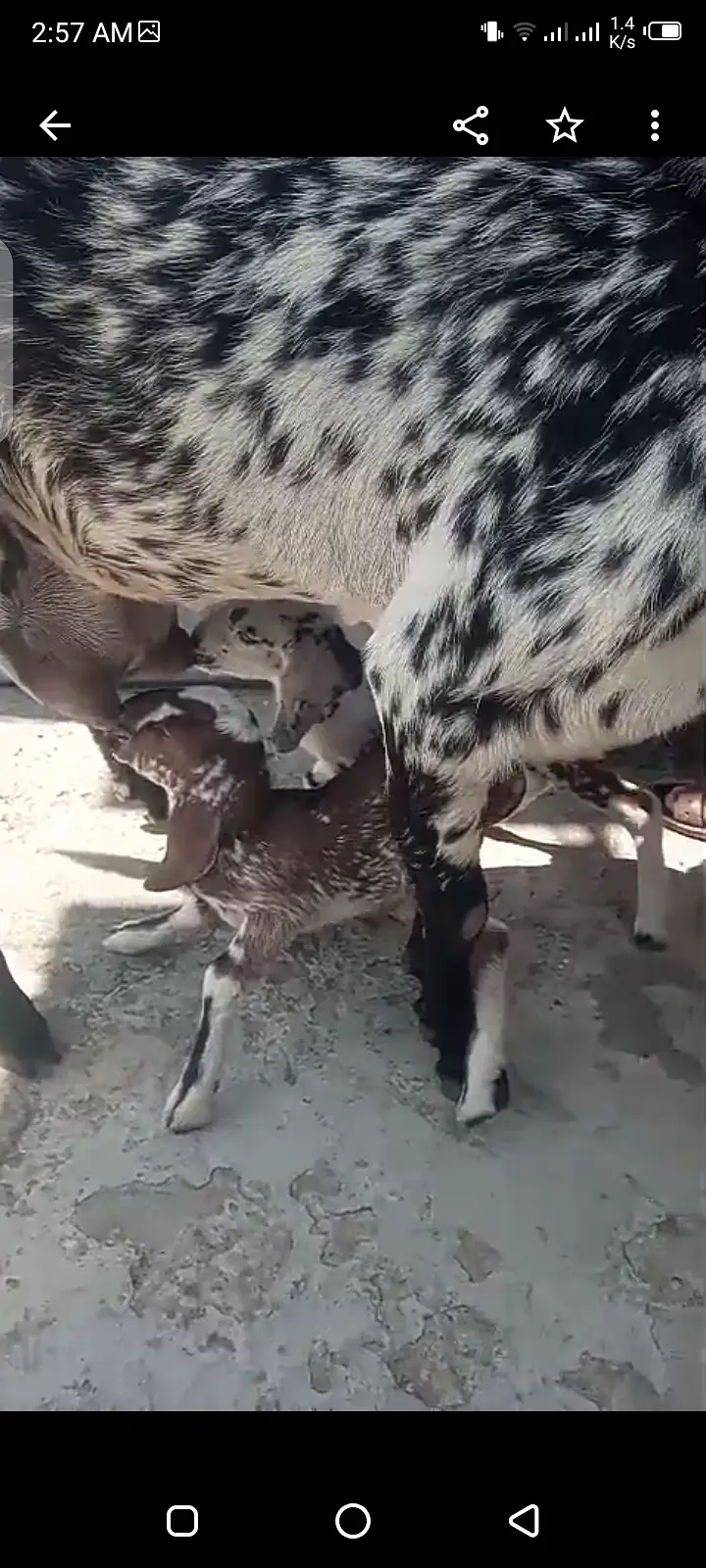 Bakri sth may 2 females bachy — photo 4