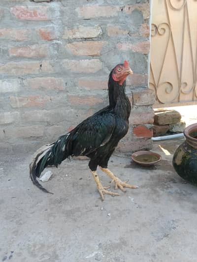 mushka lasani birds all oky bs chonch tooti hui nai nikl raha