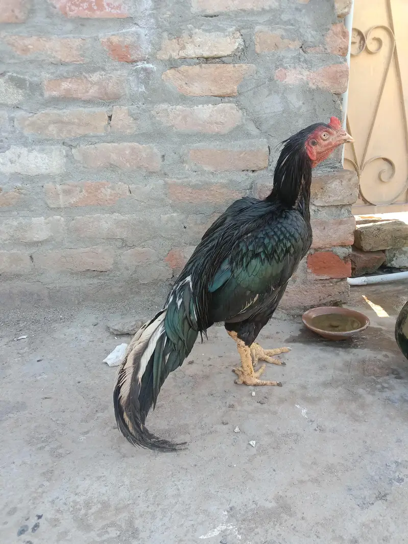mushka lasani birds all oky bs chonch tooti hui nai nikl raha — photo 2
