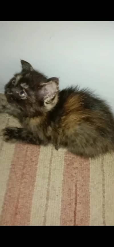 Persian Cat with Baby