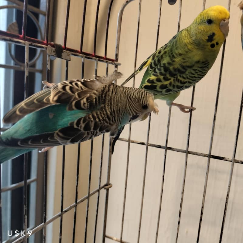 hogo split king size pair 2