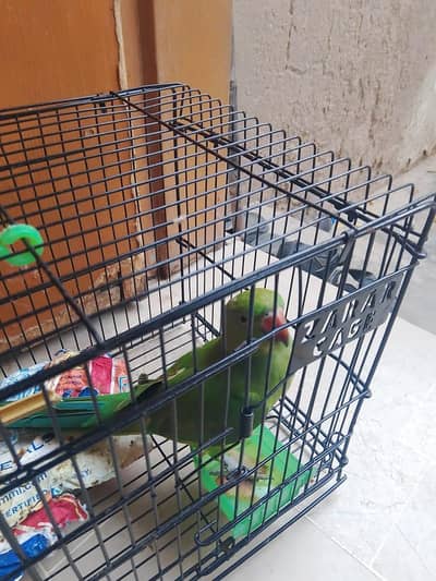 Green parrot sale